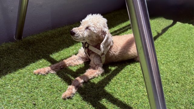 a dog lying on grass
